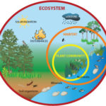 1.ecosystem