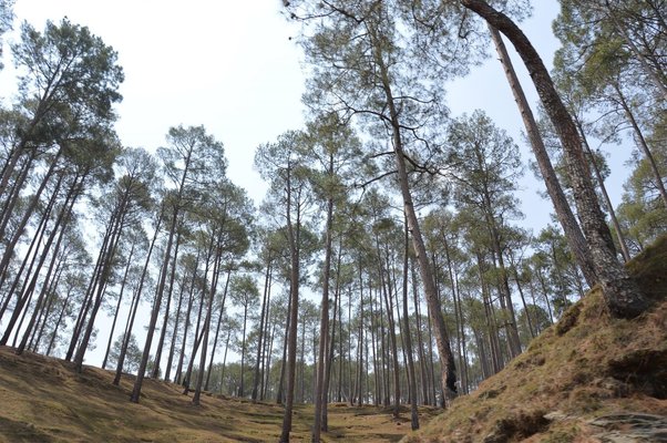 Oil India Limited To Produce CBG From Pine Leaves