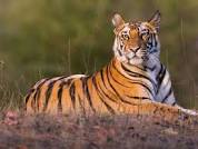 Global Tiger Day Celebrations at Corbett Tiger Reserve