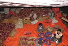 Feature: India’s Himalayan Apple Farmers Need Better Supply Chains, Not Bigger Bailouts